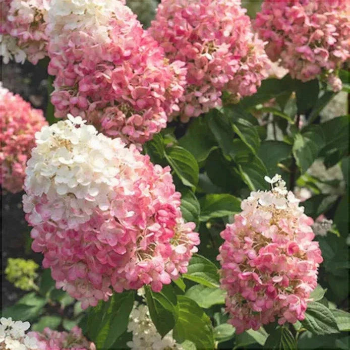 Гортензия метельчатая Pink Lady с розово-белыми цветами на зеленых листьях, садовое растение