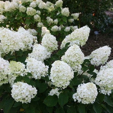 Hortensia Arbustiva Paniculata "Silver Dollar" ,la ghiveci