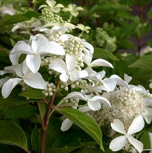 Hortensia Arbustiva Paniculata "Silver Dollar" ,la ghiveci