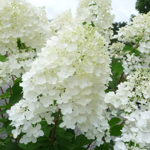 Hortensia Arbustiva Paniculata "Silver Dollar" ,la ghiveci
