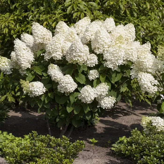 Hortensia Arbustiva Paniculata "Silver Dollar" ,la ghiveci