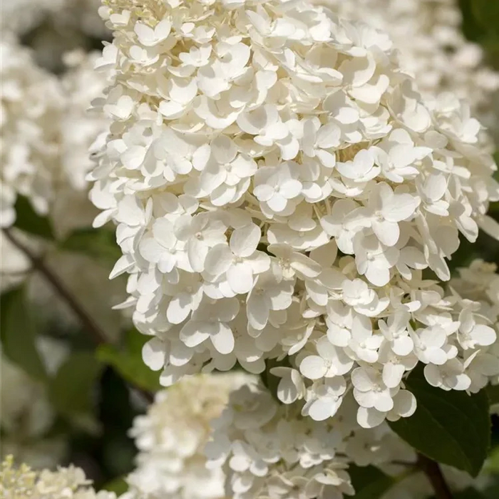 Hortensia Arbustiva Paniculata "Silver Dollar" ,la ghiveci