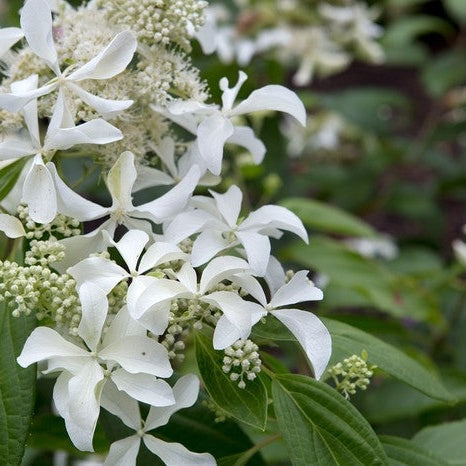Hortensia Arbustiva Paniculata "Silver Dollar" ,la ghiveci