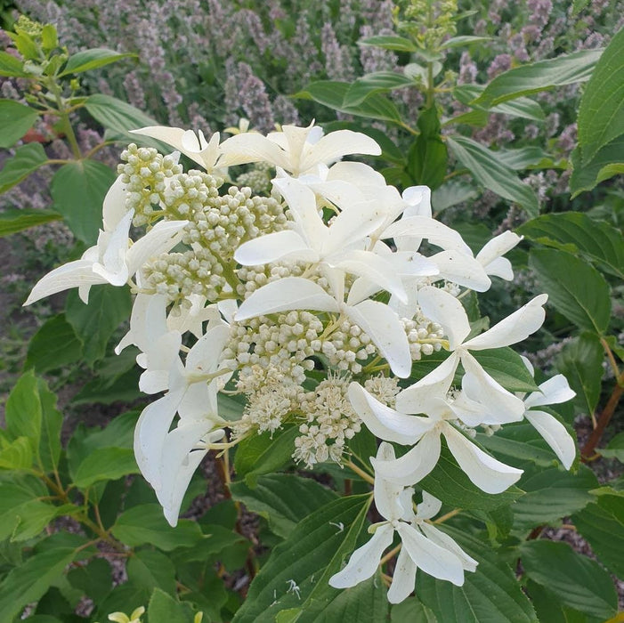 Hortensia Arbustiva Paniculata "Silver Dollar" ,la ghiveci