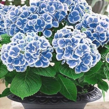 Hortensia Bicolor "Bavaria" ,la ghiveci P9