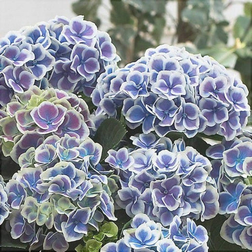 Hortensia Bicolor "Bavaria" ,la ghiveci P9
