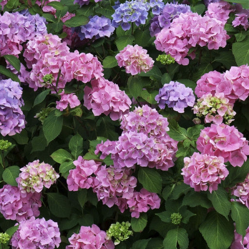 Hortensia "Bouquet Rose",la ghiveci