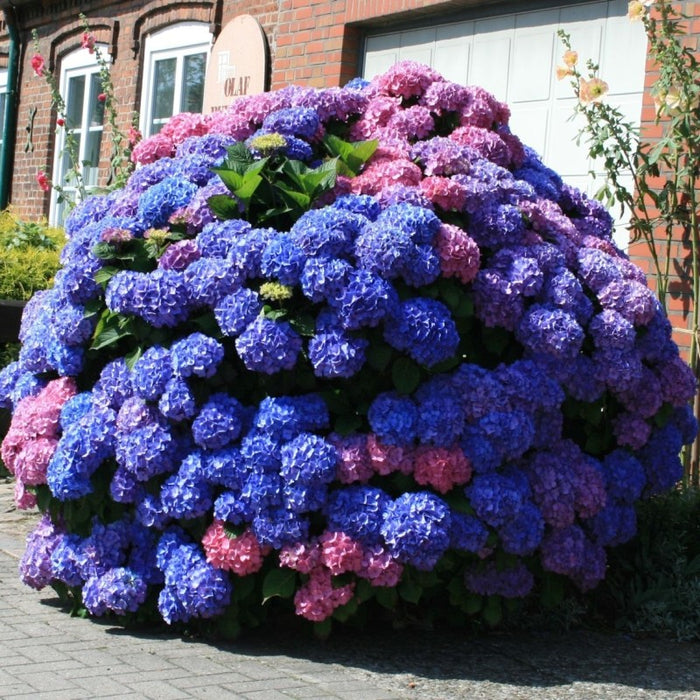 Hortensia "Bouquet Rose",la ghiveci