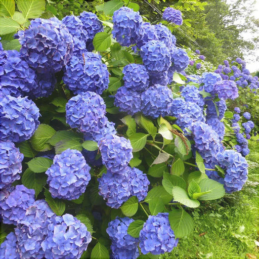 Hortensia "Endless Summer" ,la ghiveci