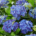 Синие цветы гортензии macrophylla среди зелёных листьев, крупным планом
