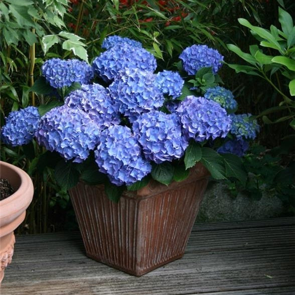 Hortensia Macrophylla "Bodensee" ,la ghiveci