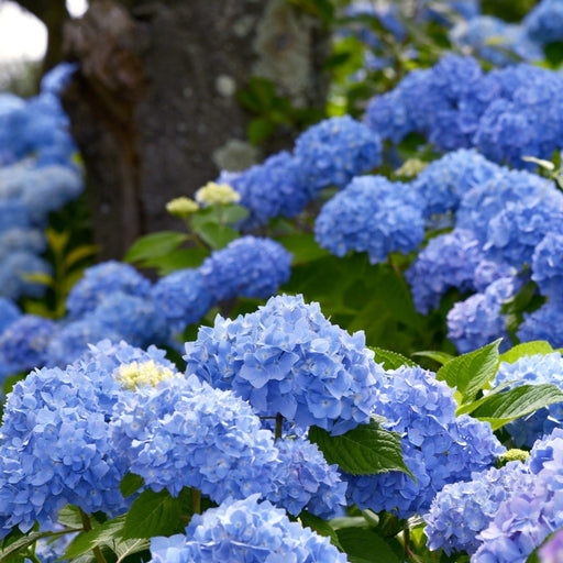 Hortensia Macrophylla "Bodensee" ,la ghiveci