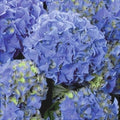 Гортензия крупнолистная Early Blue синие цветы на клумбе, растение в саду
