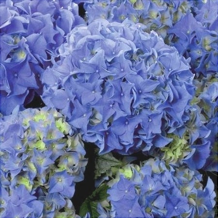 Гортензия крупнолистная Early Blue синие цветы на клумбе, растение в саду