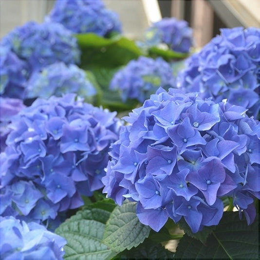 Гортензия macrophylla Early Blue с ярко-синими цветами и зелёными листьями