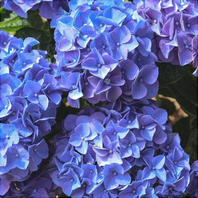 Гортензия крупнолистная Early Blue с яркими синими цветами в саду