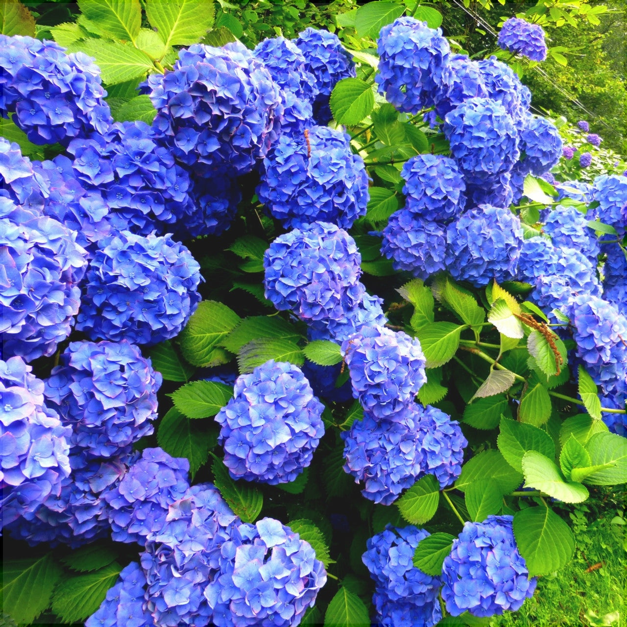 Гортензия макрофилла Early Blue с ярко-синими цветками и зелёными листьями на улице