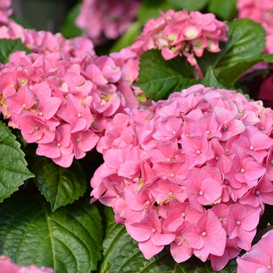 Гортензия macrophylla Early Pink с крупными розовыми соцветиями и зелёными листьями