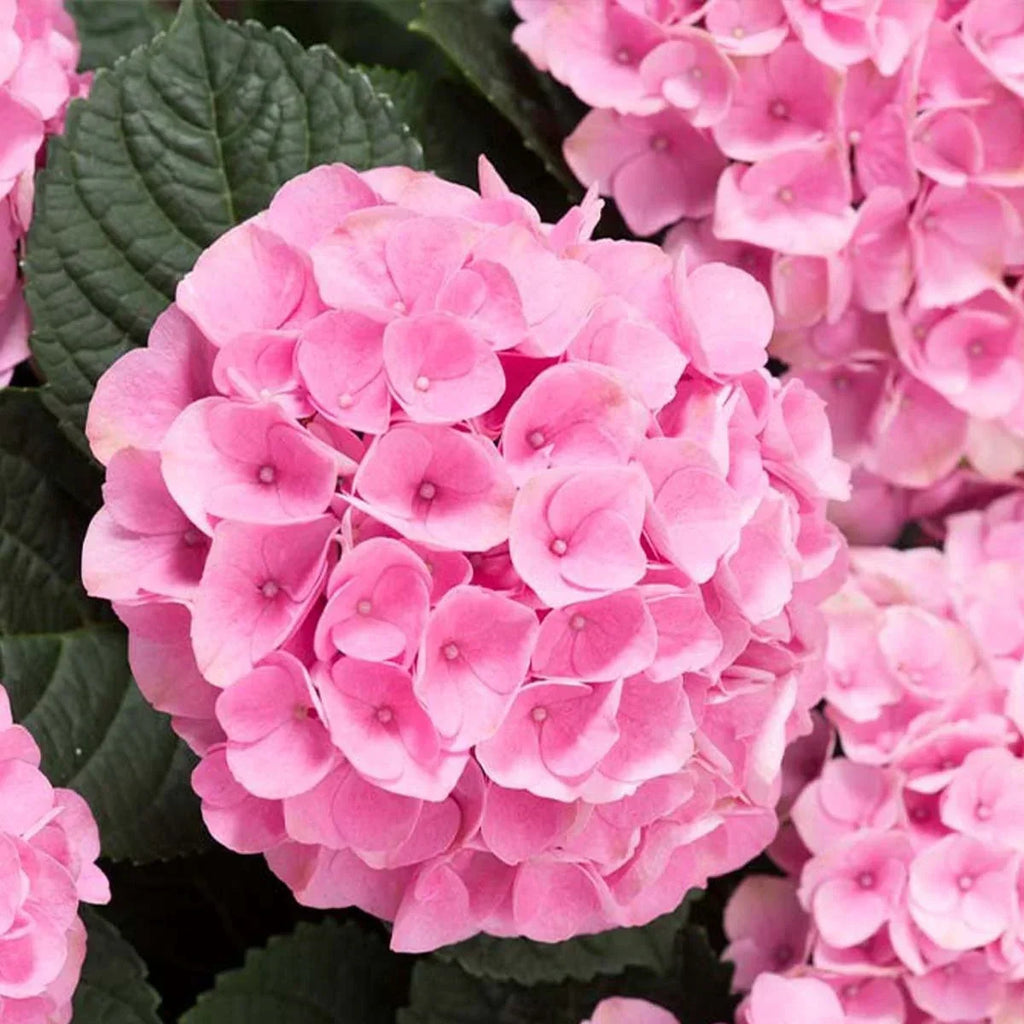 Гортензия крупнолистная Early Pink с яркими розовыми соцветиями и зелёными листьями