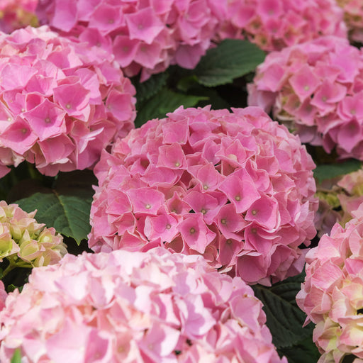 Hortensia Macrophylla "Early Pink" ,la ghiveci P9