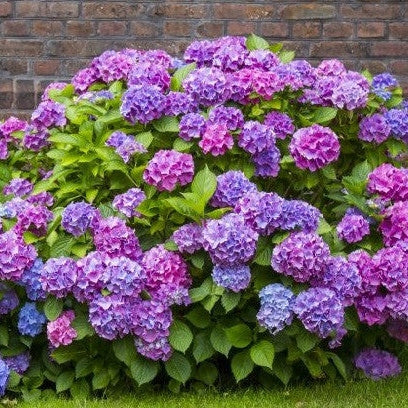 Hortensia Macrophylla "Hamburg" ,la ghiveci