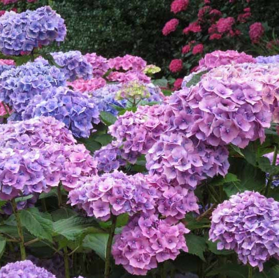 Hortensia Macrophylla "Hamburg" ,la ghiveci