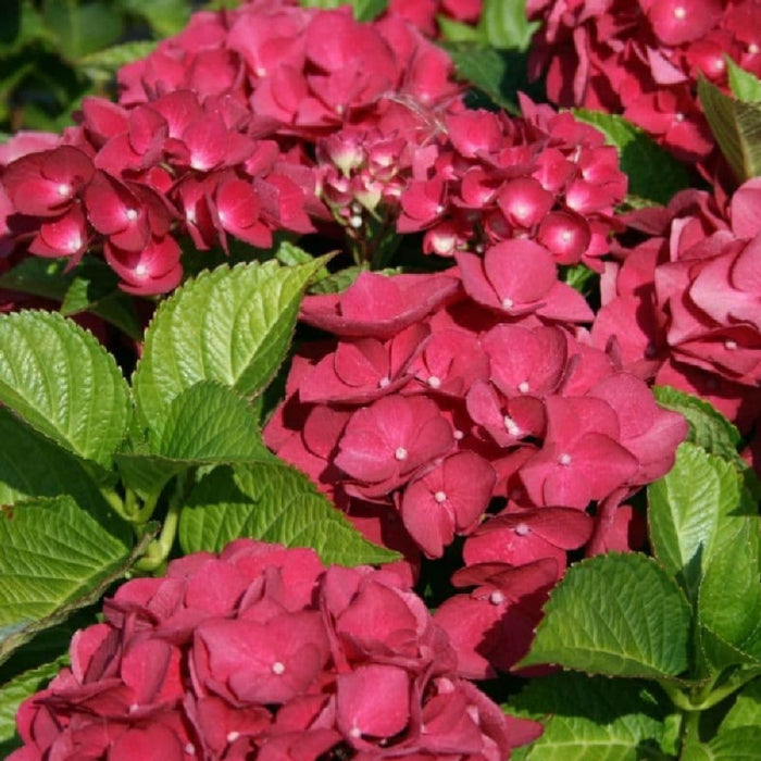 Hortensia Macrophylla "Miss Hepburn" ,la ghiveci