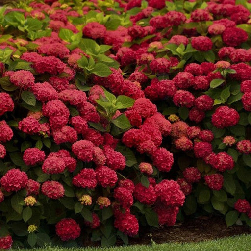 Hortensia Macrophylla "Miss Hepburn" ,la ghiveci