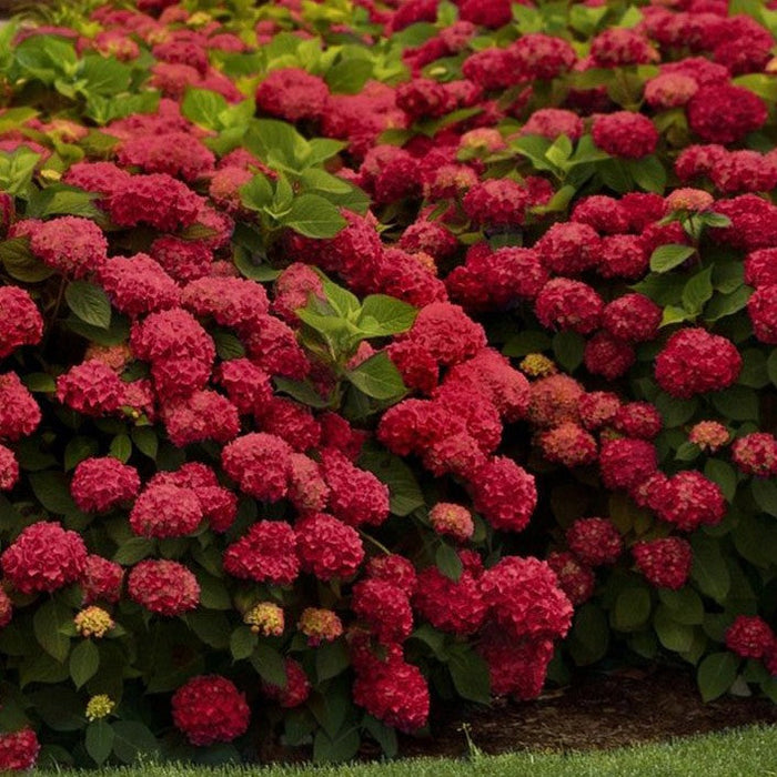 Hortensia Macrophylla "Miss Hepburn" ,la ghiveci