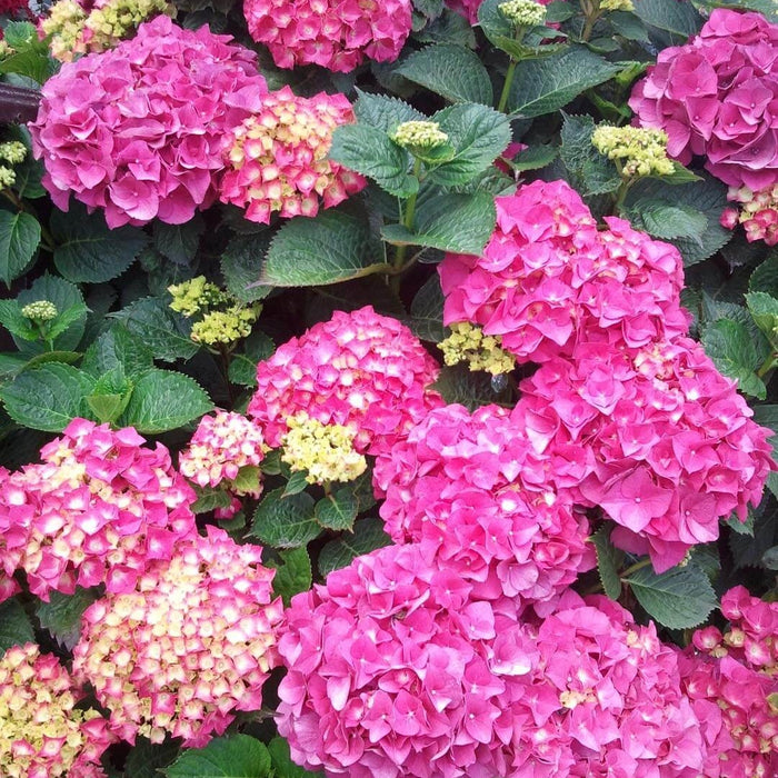 Hortensia Macrophylla, Roz ,la ghiveci