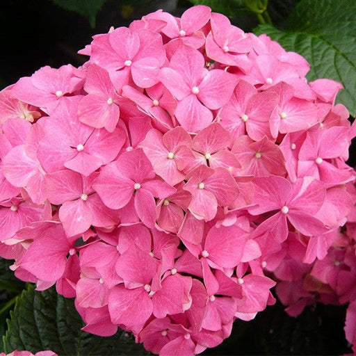 Hortensia Macrophylla, Roz ,la ghiveci