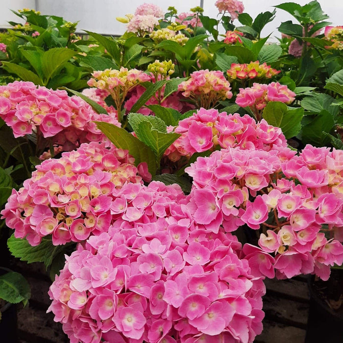 Hortensia Macrophylla, Roz ,la ghiveci