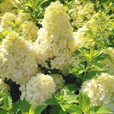 Hortensia Paniculata, Galbena ,la ghiveci
