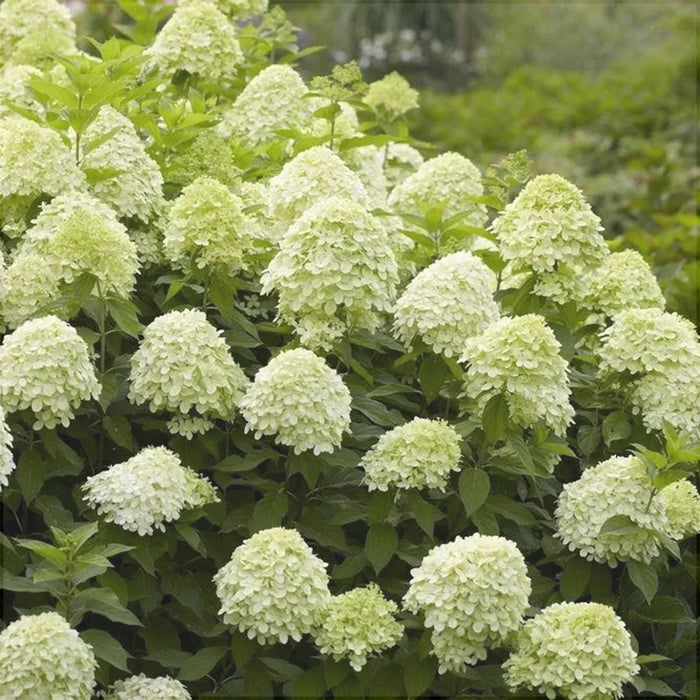 Hortensia Paniculata, Galbena ,la ghiveci