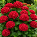 Hortensia „Red Rubin”