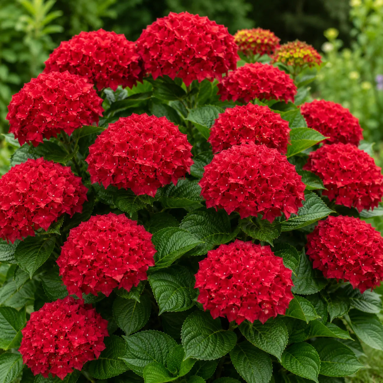 Hortensia „Red Rubin”