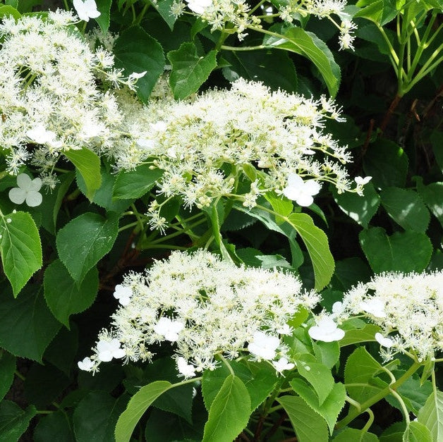 Гортензия черешковая Hydrangea petiolaris с белыми цветами и зелёными листьями