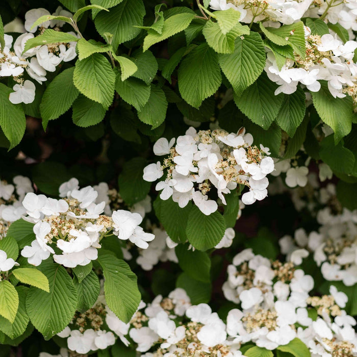 Hortensie Cataratoare "Hydrangea Petiolaris" ,la ghiveci
