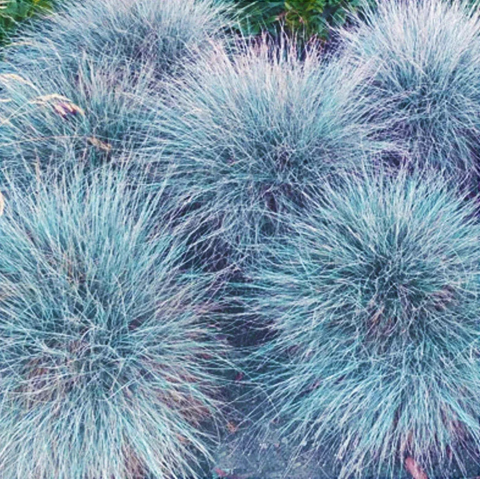 Кусты голубой овсяницы Festuca glauca с тонкой травой на открытом грунте