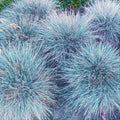 Кусты голубой овсяницы Festuca glauca с тонкой травой на открытом грунте