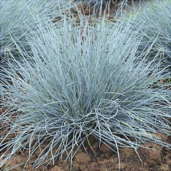 Iarba "Festuca Gleuca", Albastra 1 Bucata