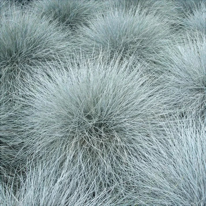 Кусты декоративной голубой овсяницы Festuca glauca, пушистая трава для сада