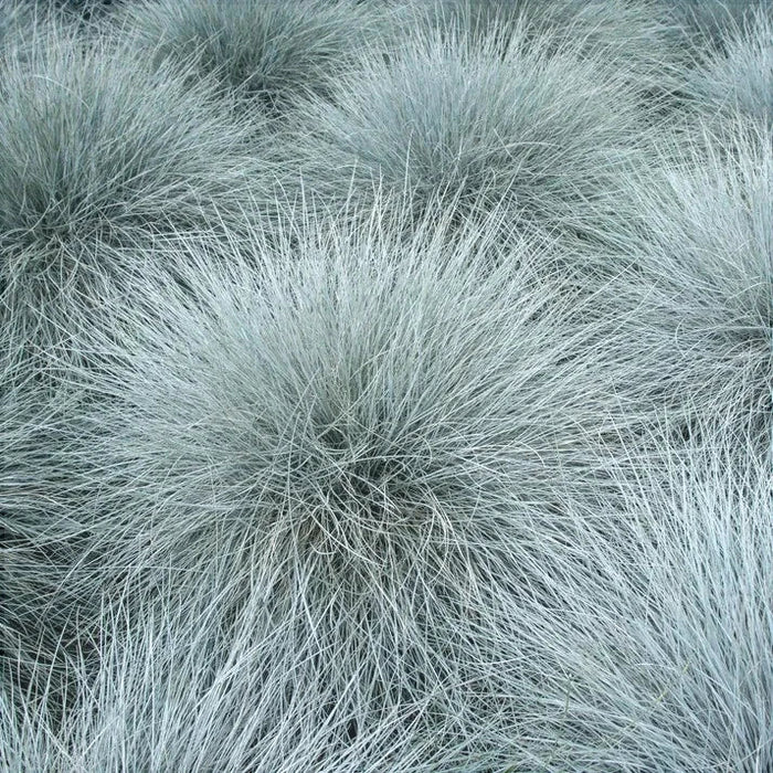 Iarba "Festuca Gleuca", Albastra 1 Bucata