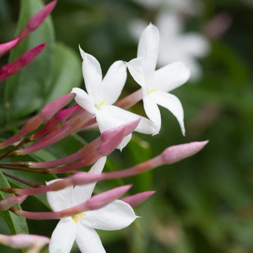 Iasomie albă la ghiveci, flori parfumate Jasminum officinale cu petale albe și muguri roz