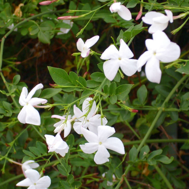 Белые цветы жасмина обыкновенного (Jasminum officinale) на фоне зелёной листвы
