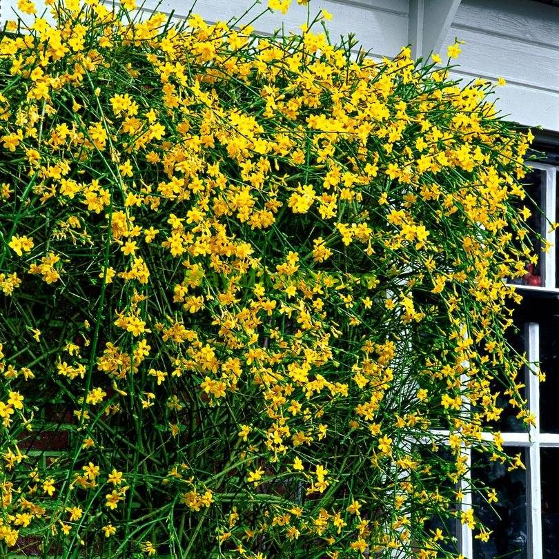 Жасмин жёлтый (Jasminum nudiflorum) с ярко-жёлтыми цветами на стене дома