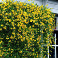 Жасмин жёлтый (Jasminum nudiflorum) с ярко-жёлтыми цветами на стене дома