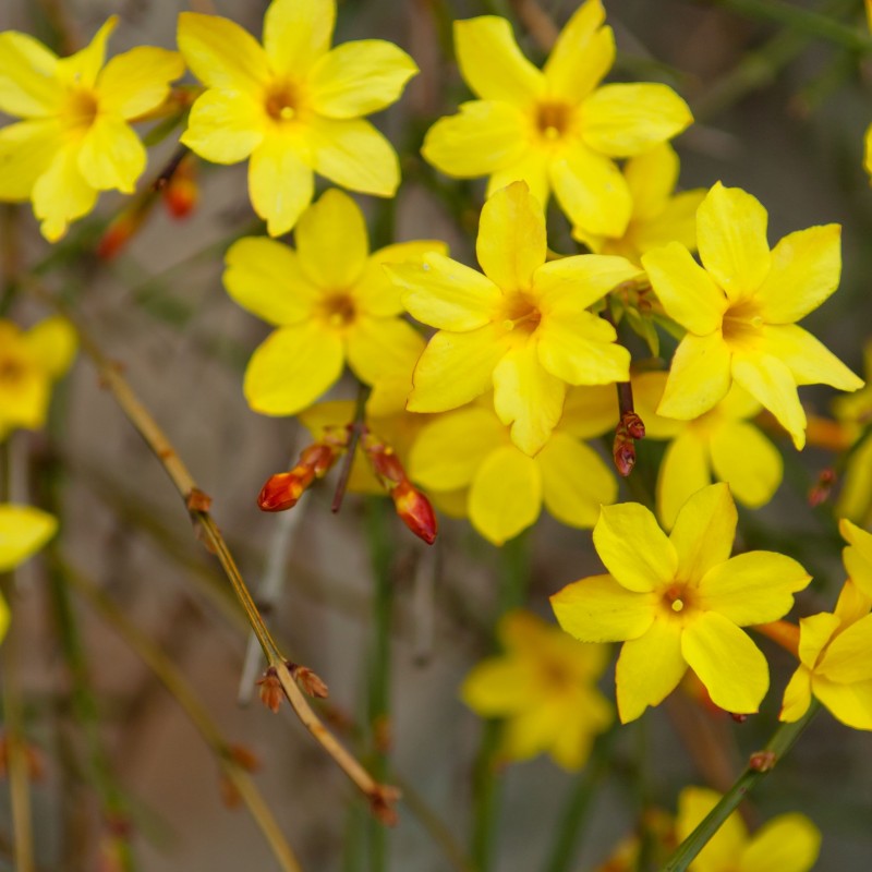 Жёлтые цветы жасмина гололистного Jasminum nudiflorum крупным планом на ветках