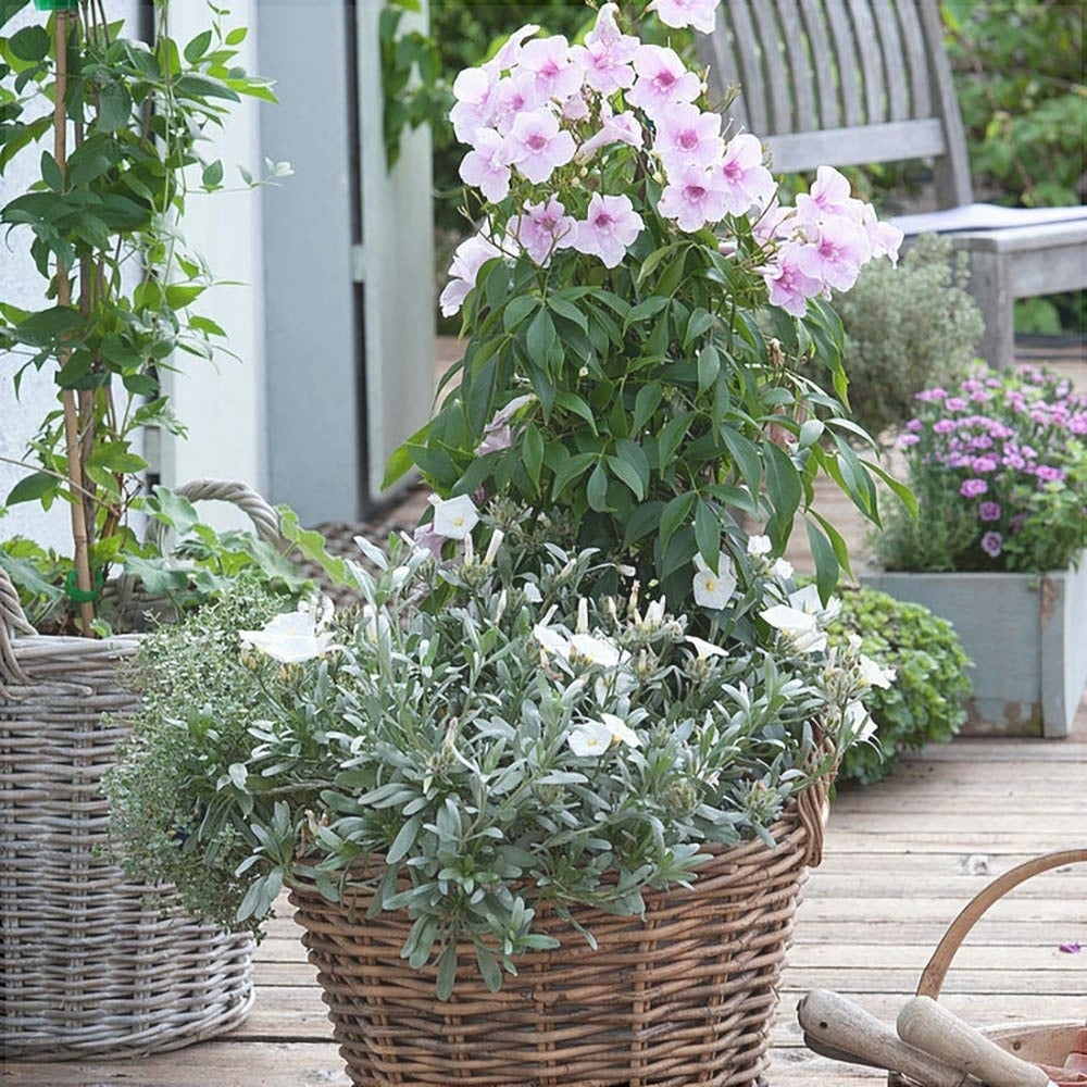 Пандорея и жасмин с розовыми цветами в плетёном горшке на террасе сада