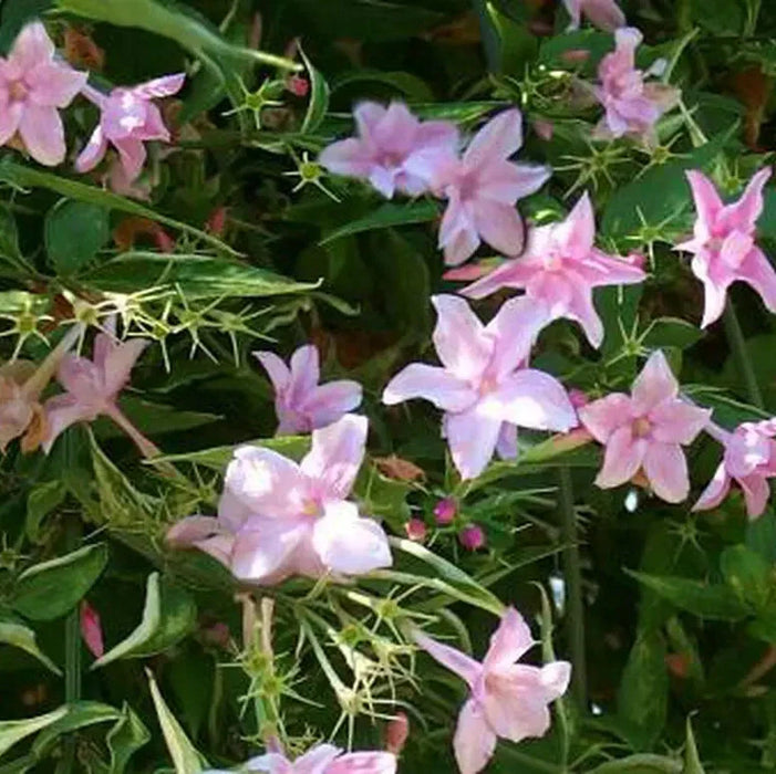 Iasomie "Philadelphus Rosace"  la Ghiveci, 1 Bucata